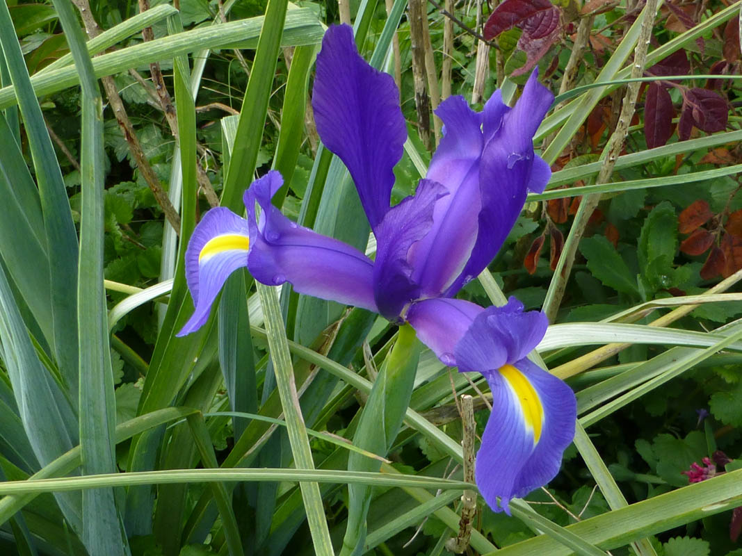 Iris hollandica hort. en fleurs dans une prairie humide